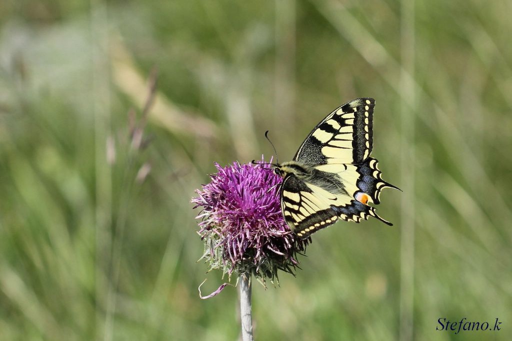 Papilio machaon